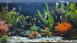 Zen Aquarium (2025) - Лицензия